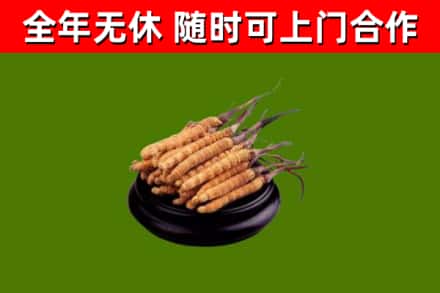 丰顺县回收散虫草