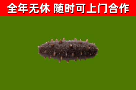 丰顺县回收海参干